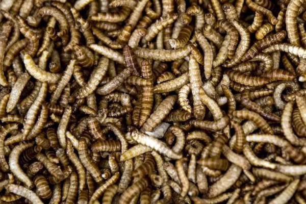 Nizozemska očekuje procvat u proizvodnji jestivih insekata