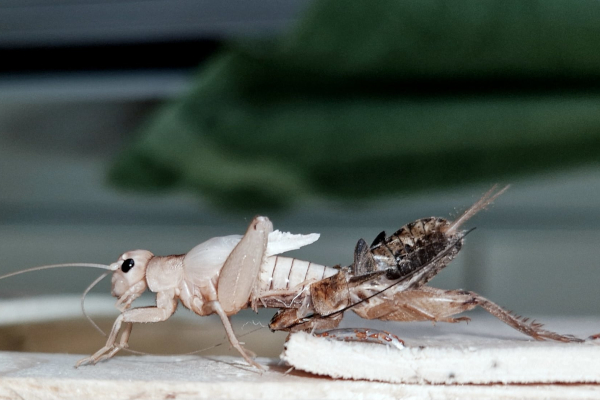 Razvojne perspektive jestivih insekata u kontekstu globalne prehrambene sigurnosti