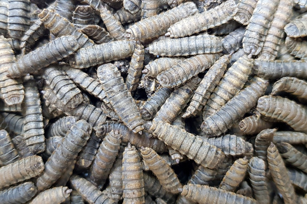 Larve crne vojničke muhe - inovativan način rješavanja problema biootpada