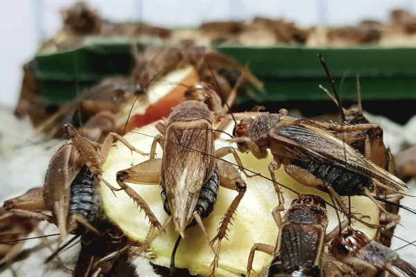 Kukci su održiva hrana, ali kako uvjeriti ljude da ih jedu?