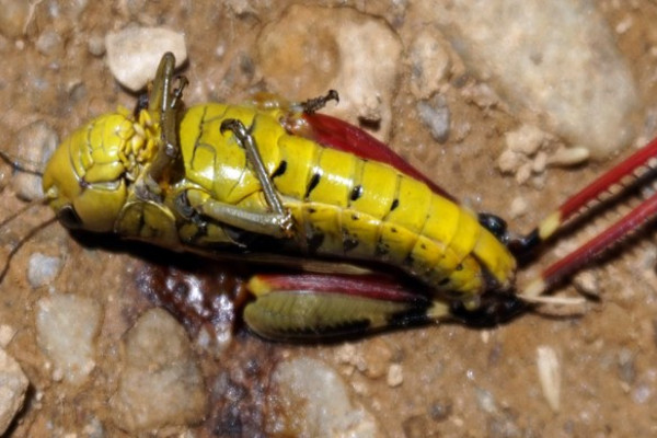 Nova studija upozorava - svjetska populacija insekata u katastrofalnom padu