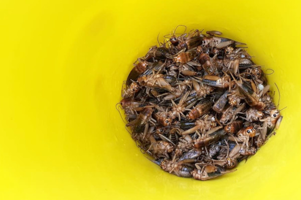 Insekti uzgajani na ostacima ljudske hrane sigurni su za prehranu životinja