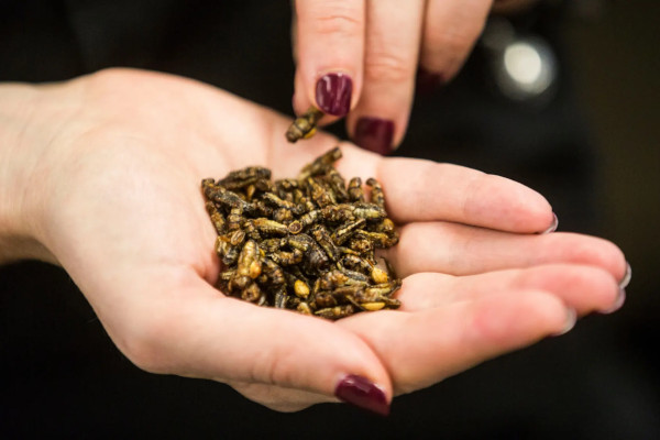 Jestivi insekti ravnopravno se suprotstavljaju sushiju kao moderna hrana budućnost