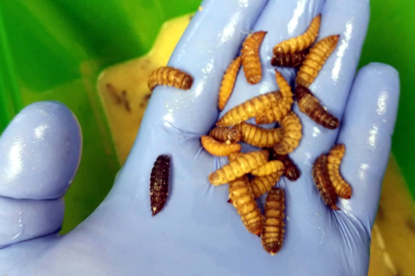 Kako vam jestivi insekti mogu pomoći da izgubite na težini i dobijete mišićnu masu?