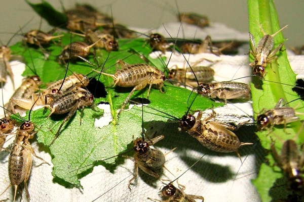 Utjecaj konzumacije jestivih insekata na mikrofloru crijeva Utjecaj konzumacije jestivih insekata na mikrofloru crijeva