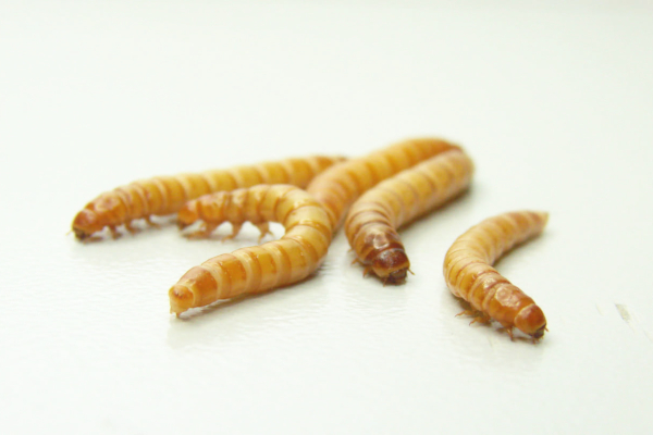 Crvi na meniju: EU odobrila prvi protein insekta za prehranu ljudi