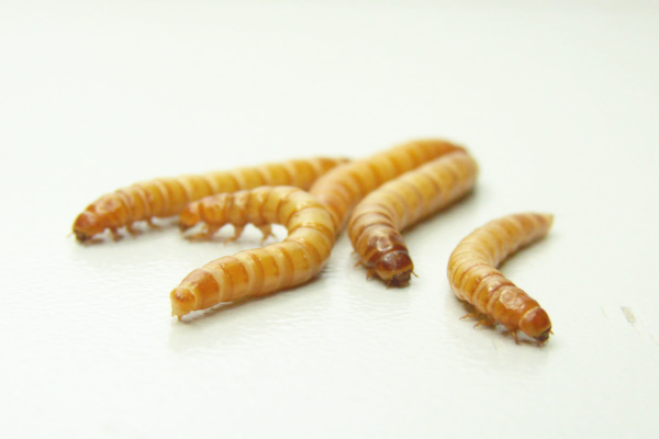 Crvi na meniju: EU odobrila prvi protein insekta za prehranu ljudi Crvi na meniju: EU odobrila prvi protein insekta za prehranu ljudi