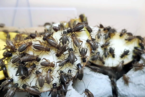 Kako znanstvenici znaju da su naši preci jeli insekte?