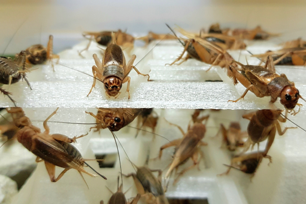 Pet razloga zašto su jestivi insekti bolji od mesa