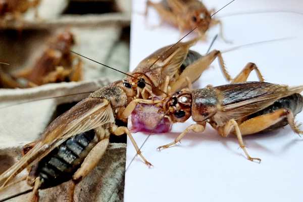 Mogu li se insekti koristiti za hranjenje kućnih ljubimaca i drugih životinja?