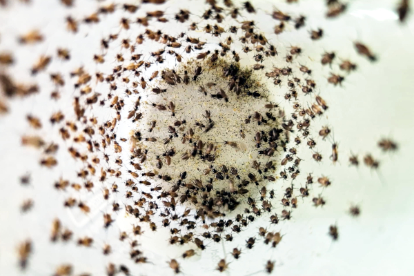 Jesti insekte? Zašto nije tako čudno kao što zvuči? Jesti insekte? Zašto nije tako čudno kao što zvuči?