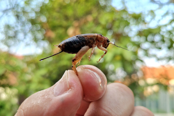 Hoće li 2019. biti godina hrane od insekata u Italiji?
