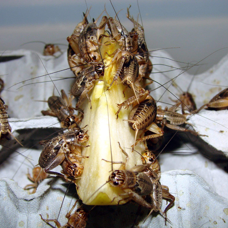 Gryllus assimilis - Insektarij