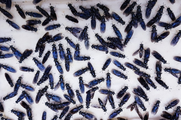 Rast tržišta jestivih insekata do 2030.