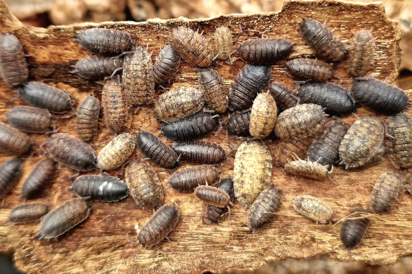 Jestivi insekti – nutricionistička delikatesa