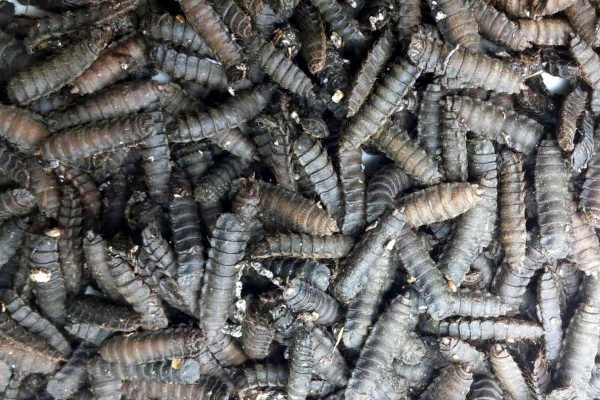 Kako možemo proizvesti dovoljno proteina da nahranimo 10 milijardi ljudi? Kako možemo proizvesti dovoljno proteina da nahranimo 10 milijardi ljudi?