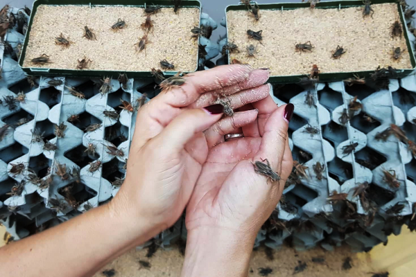 Jestivi insekti kao zdrava alternativa mesu Jestivi insekti kao zdrava alternativa mesu