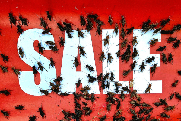 Kako je propao Ynsect: pad europskog diva proteinskih insekata