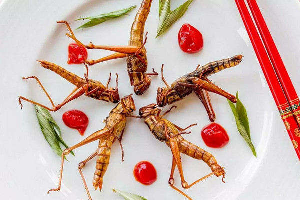 Zašto su jestivi insekti trend superhrane? Zašto su jestivi insekti trend superhrane?