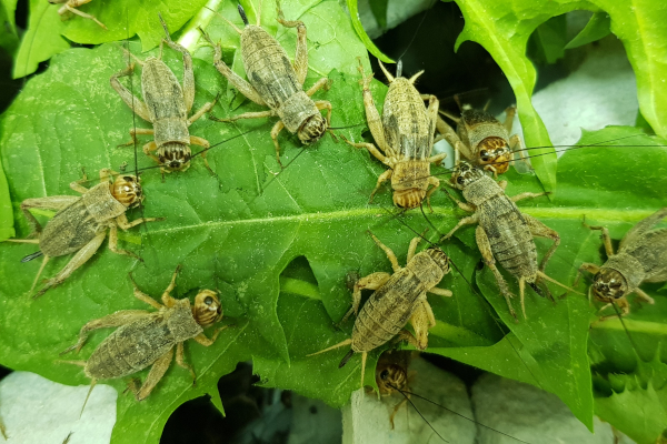 Recikliranje otpada: kako insekti mogu hraniti kružno gospodarstvo