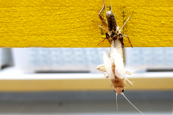 Jestivi insekti i vjerojatnost prenošenja koronavirusa SARS-CoV-2 Jestivi insekti i vjerojatnost prenošenja koronavirusa SARS-CoV-2