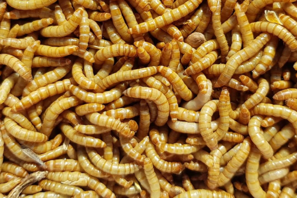 Crvi i larve postaju dio poljoprivrednog prehrambenog lanca