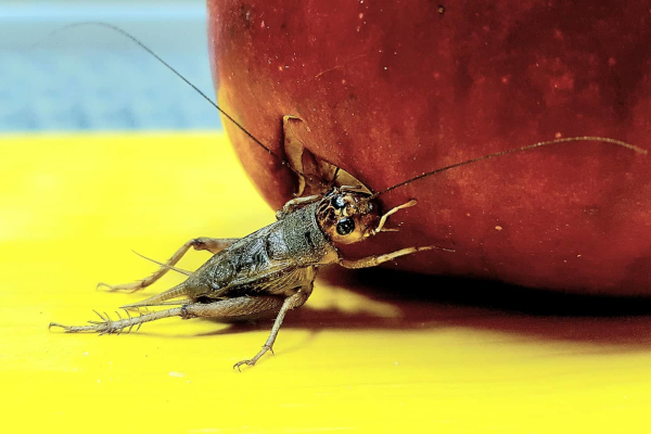 Insekti - hrana bogata proteinima, vlaknima, masnim kiselinama i mineralima