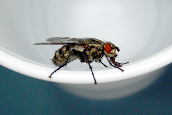 Doprinos larvi kućnih muha cjelovitoj i održivoj prehrani