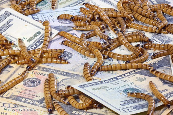 Istraživanja i financiranja uvode insekte kao održivi sastojak u hranu za kućne ljubimce