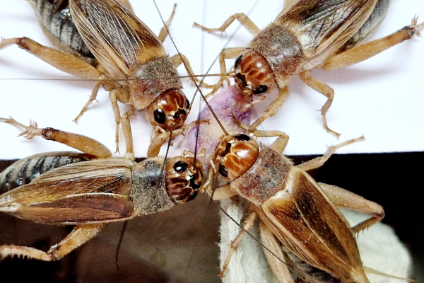 Jestivi insekti – moralne dvojbe i etičke dileme
