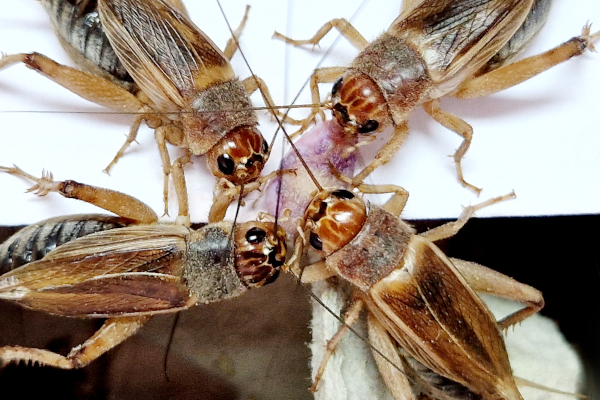 Jestivi insekti – moralne dvojbe i etičke dileme Jestivi insekti – moralne dvojbe i etičke dileme