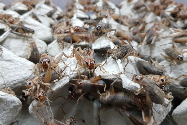 Jestivi insekti kao održiva alternative hrane Jestivi insekti kao održiva alternative hrane