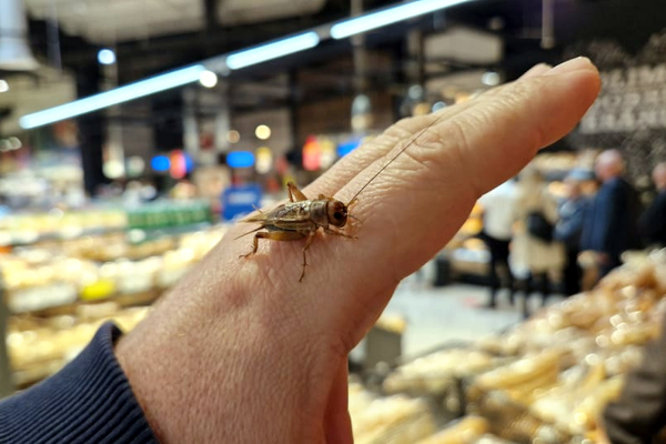 Kućni cvrčak postaje treći insekt odobren kao sastojak hrane na tržištu Europske unije