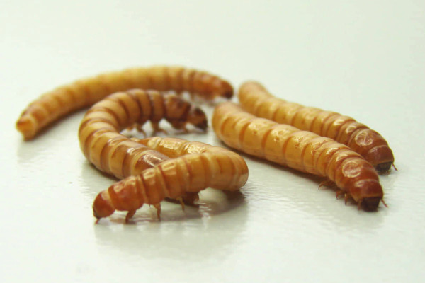 Mogu li jestivi insekti biti ključni za sigurnost hrane? Mogu li jestivi insekti biti ključni za sigurnost hrane?