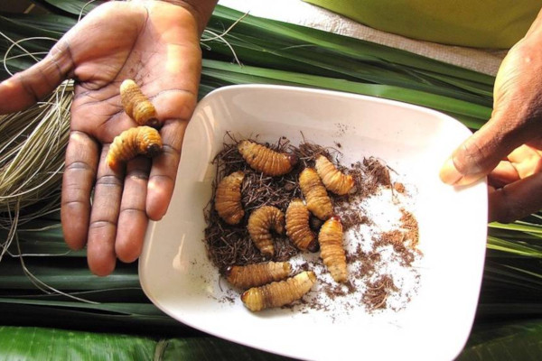 Kako nadvladati osjećaj odbojnosti kod konzumiranja jestivih insekata