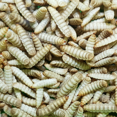 larva crne vojničke muhe bsfl