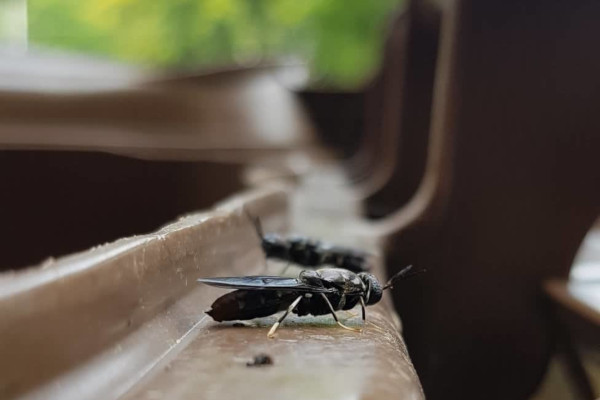 Larva crne vojničke muhe mogla bi spasiti planetu Larva crne vojničke muhe mogla bi spasiti planetu