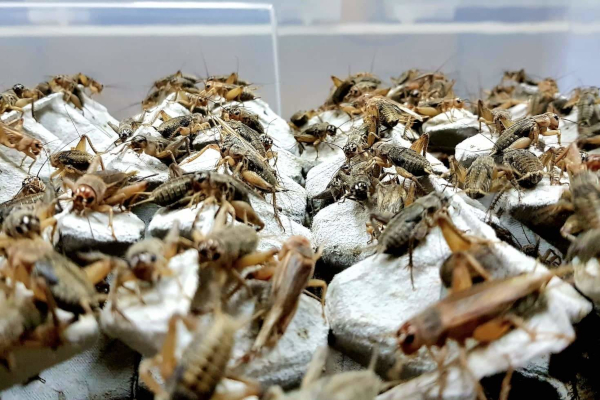 Istraživanja i financiranja uvode insekte kao održivi sastojak u hranu za kućne ljubimce