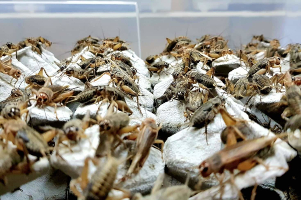 Istraživanja i financiranja uvode insekte kao održivi sastojak u hranu za kućne ljubimce Istraživanja i financiranja uvode insekte kao održivi sastojak u hranu za kućne ljubimce