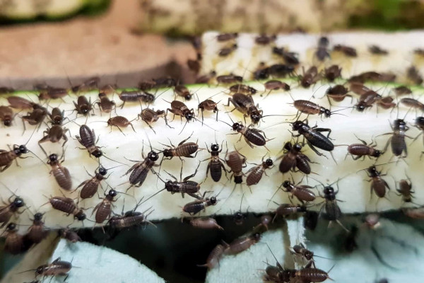 Mogu li nas jestivi insekti zaštiti od malignih bolesti? Mogu li nas jestivi insekti zaštiti od malignih bolesti?