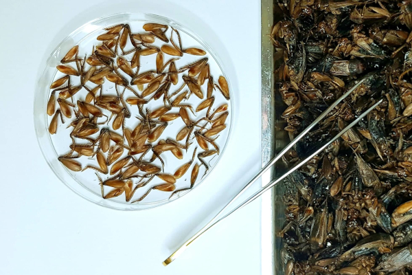 Crickster predstavlja listu osam najpopularnijih insekata na tržištu