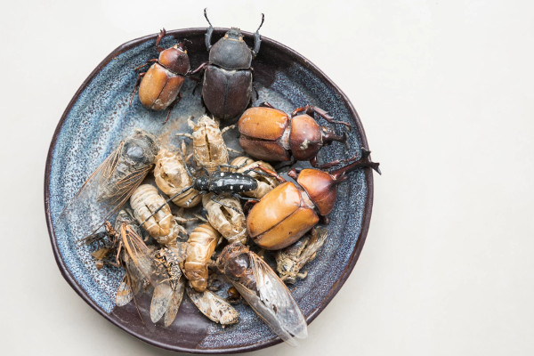 Što se događa s vašim tijelom kada počnete jesti insekte? Što se događa s vašim tijelom kada počnete jesti insekte?