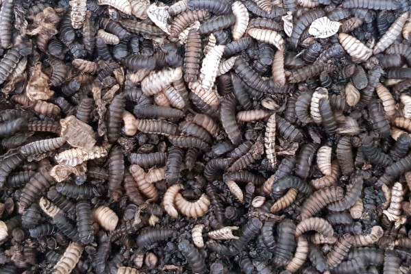 Mogu li se insekti koristiti za hranjenje kućnih ljubimaca i drugih životinja? Mogu li se insekti koristiti za hranjenje kućnih ljubimaca i drugih životinja?