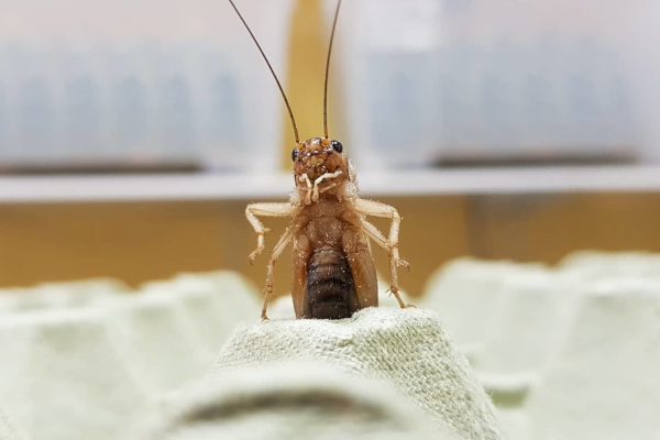 Što se događa s vašim tijelom kada počnete jesti insekte?