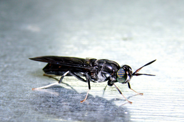 Larve crne vojničke muhe – potencijalni izvor antimikrobnih spojeva