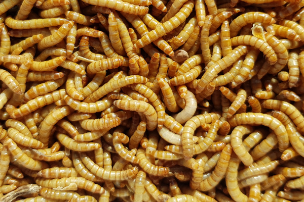 Je li konzumiranje crva sigurno?