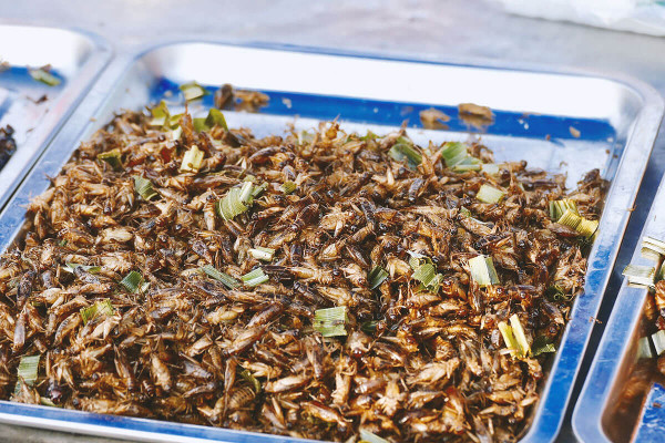 Crickster predstavlja listu osam najpopularnijih insekata na tržištu