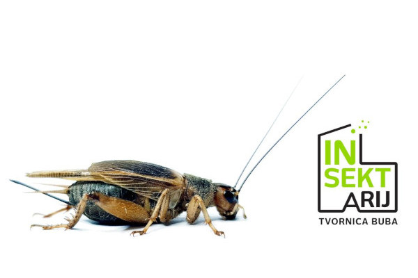 Jestivi insekti - grupa u kojoj možete saznati sve o insektima kao hrani