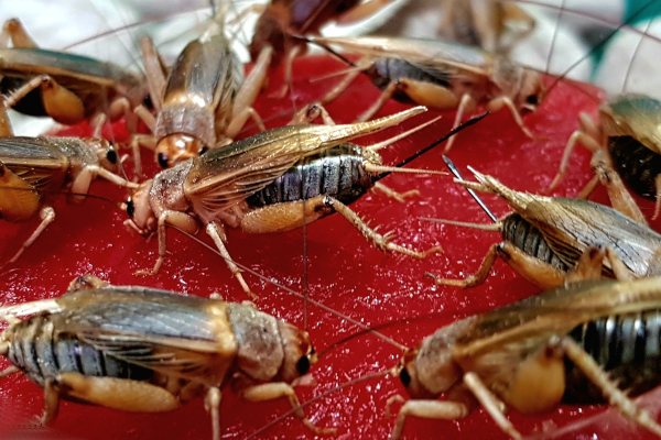 Kolači od cvrčaka i poslastice od skakavaca: nove afričke kuharice jela od insekata