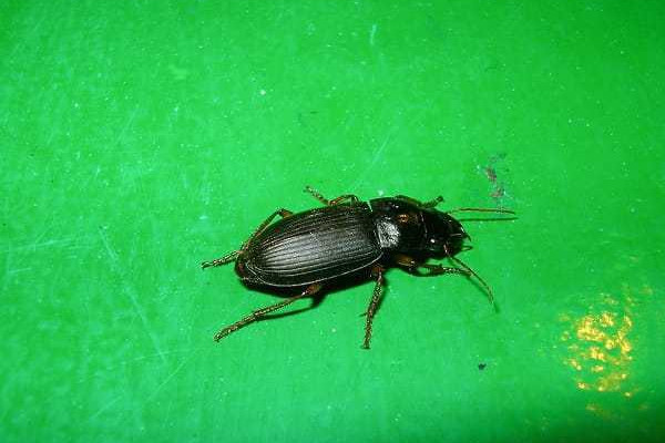 Jestivi insekti kao zdrava alternativa mesu Jestivi insekti kao zdrava alternativa mesu